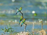 Bee-eater_1