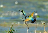 Bee-eater_2