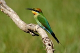 Bee-eater_4