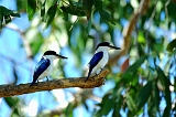 Forest_kingfisher_1