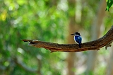 Forest_kingfisher_2